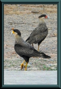 Schopfkarakara (Caracara plancus)