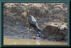 junger Schlangenhalsvogel (Anhinga ahinga) mit höchstwahrscheinlich einem Pimelodus