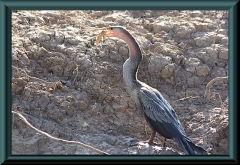 junger Schlangenhalsvogel (Anhinga ahinga) mit höchstwahrscheinlich einem Pimelodus