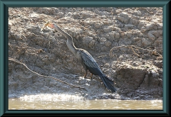 junger Schlangenhalsvogel (Anhinga ahinga) mit höchstwahrscheinlich einem Pimelodus