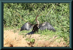 Olivenscharbe (Phalacrocorax brasilianus)