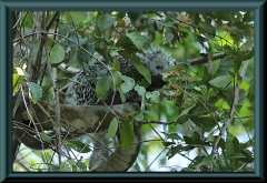 Greifstachler (Coendou prehensilis)