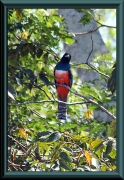 Blauscheiteltrogon (Trogon curucui)