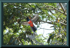 Blauscheiteltrogon (Trogon curucui)