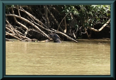 Riesenotter (Pteronura brasiliensis)