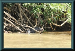 Riesenotter (Pteronura brasiliensis)