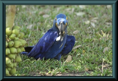Blauer Hyazinthara (Anodorhynchus hyacinthinus)
