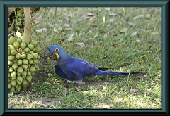 Blauer Hyazinthara (Anodorhynchus hyacinthinus)