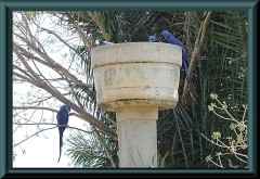 Blauer Hyazinthara (Anodorhynchus hyacinthinus)