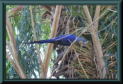 Blauer Hyazinthara (Anodorhynchus hyacinthinus)