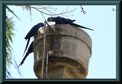 Blauer Hyazinthara (Anodorhynchus hyacinthinus)