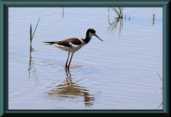Stelzenläufer (Himatopus himantopus)