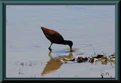 Rotstirn-Blatthühnchen (Jacana jacana)