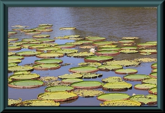 Brasilien_2013_10312