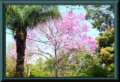 Brasilien_2013_10314