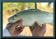 Brasilien_2013_10406