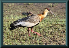 Weißhals-Ibis (Theristicus caudatus)