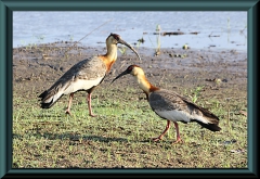 Weißhals-Ibis (Theristicus caudatus)