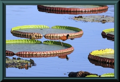 Rotstirn-Blatthühnchen (Jacana jacana)