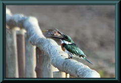 Grünfischer (Chloroceryle americana) mit Flaggenbuntbarsch (Mesonauta sp.)