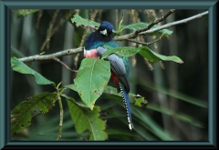 Blauscheiteltrogon (Trogan curucui)