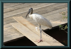 Waldstorch (Mycteria americana)
