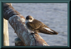 Uferschwalbe (Riparia riparia)