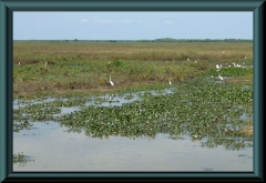 Brasilien_2013_11207