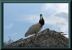 Jabiru (Jabiru mycteria)