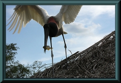 Jabiru (Jabiru mycteria)