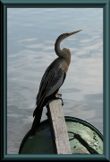 Schlangenhalsvogel (Anhinga ahinga)