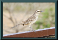 Camposspottdrossel (Mimus saturninus)