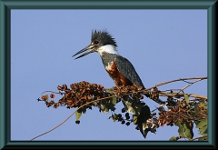 Rotbrustfischer (Megaceryle torquata)