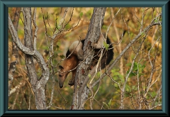 Kleiner Ameisenbär (Tamandua)