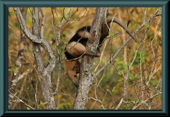 Kleiner Ameisenbär (Tamandua)