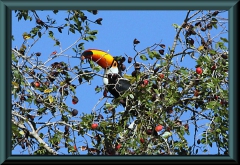 Riesentukan (Ramphastos toco)