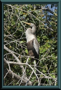 Schlangenhalsvogel (Anhinga ahinga)