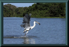 Cocoi-Reiher(Ardea cocoi)