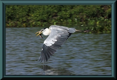 Cocoi-Reiher(Ardea cocoi)