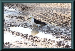 Weißspecht (Melanerpes candidus)