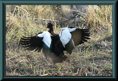 Moschusente (Cairina moschata)