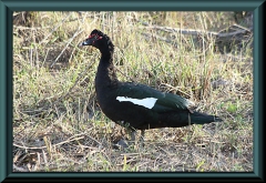 Moschusente (Cairina moschata)