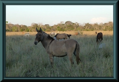 Brasilien_2013_12310