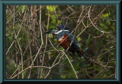 Rotbrustfischer (Megaceryle torquata)