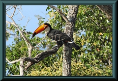 Riesentukan (Ramphastos toco)