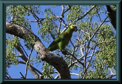 Blaustirnamazone (Amazona aestiva)