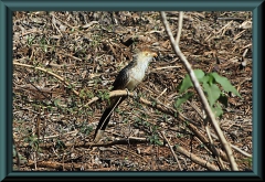 Guirakuckuck (Guira guira)