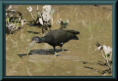 Grüner Ibis (Mesembrinibis cayennensis)