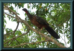 Rotbrustguan (Penelope ochrogaster)