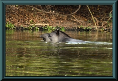 Flachlandtapir (Tapirus terrestris)